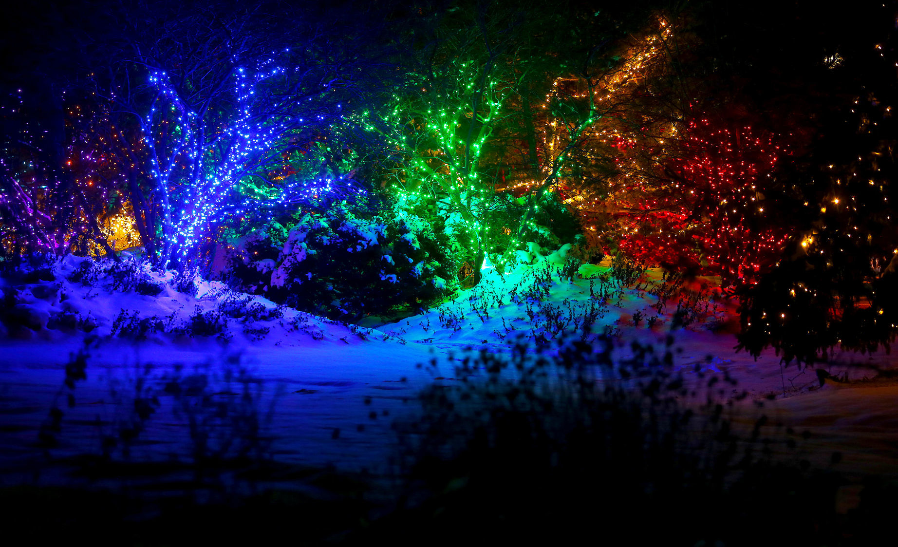 112718-botanical-lights-025